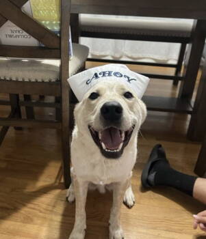 Rescue Cattle Dog and Great Pyrenees Dogs for Adoption in Milton, Georgia - Levi Ahoy | PetCurious