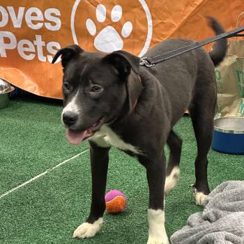 Labrador Retriever and Pit Bull Terrier Dogs Available for Adoption - Scout | PetCurious