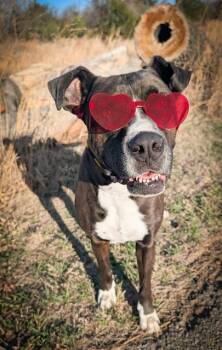 American Bulldog and Mixed Breed Dogs Available for Adoption - SHELDON | PetCurious