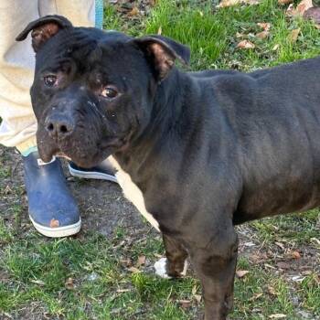 Rescue Pit Bull Terrier Dogs for Adoption in Chesapeake, Virginia - Jett | Courtesy Post | PetCurious