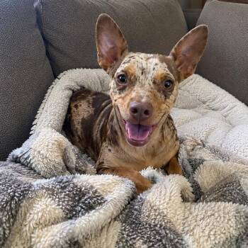 Riley -  Chihuahua and Catahoula Leopard Dog Dog for Adoption in Mount Prospect, Illinois - Riley | PetCurious
