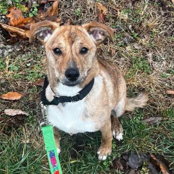 Keebler -  Mixed Breed Dog for Adoption in Edwardsville, Illinois - Keebler | PetCurious
