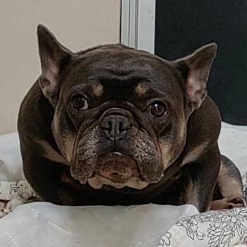 Juju - City of Industry Location -  French Bulldog Dog for Adoption in Chino Hills, California - Juju - City Of Industry Location | PetCurious
