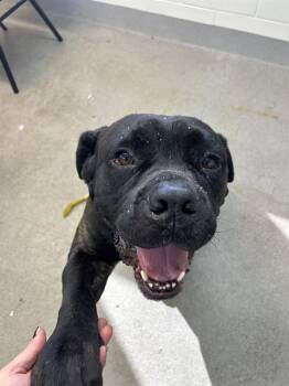 Mixed Breed Dogs Available for Adoption - THE SITUATION | PetCurious