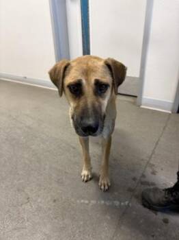 Faye -  Mixed Breed Dog for Adoption in Fresno, California - Faye | PetCurious