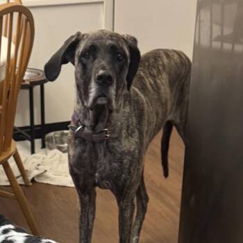 Great Dane Dogs Available for Adoption in South Saint Paul, Minnesota - Zoe | PetCurious