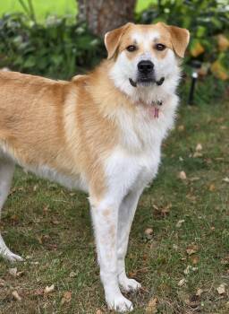 Molly -  Great Pyrenees Dog for Adoption in Lisbon, Iowa - Molly | PetCurious