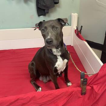 Cabbage Patch -  Labrador Retriever Dog for Adoption in Austin, Texas - Cabbage Patch | PetCurious