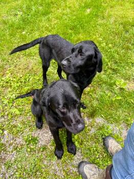 Labrador Retriever Dogs Available for Adoption in Bloomington, Indiana - Banjo Lilywhite | PetCurious