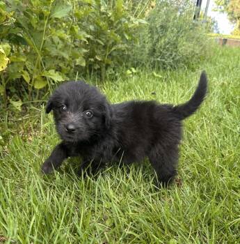Sweet Tea -  Hound and Labradoodle Dog for Adoption in Irwin, Pennsylvania - Sweet Tea | PetCurious