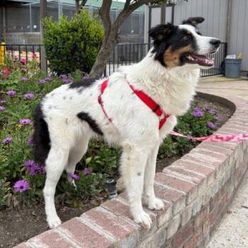 Border Collie and Australian Shepherd Dogs Available for Adoption - Molly | PetCurious