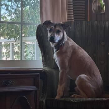 Chip -  Labrador Retriever and Shepherd Dog for Adoption in Pflugerville, Texas - Chip | PetCurious