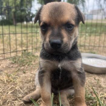 Tucker -  Mixed Breed Dog for Adoption in Bismarck, North Dakota - Tucker | PetCurious