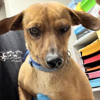 Slinky -  Chihuahua and Mixed Breed Dog for Adoption in Yuma, Arizona - Slinky | PetCurious