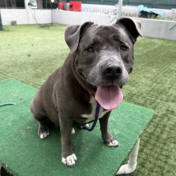 Labrador Retriever and Pit Bull Terrier Dogs Available for Adoption in Pasadena, California - Bleu | PetCurious