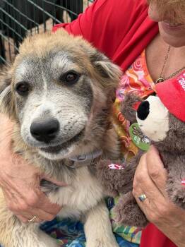 Molly -  Great Pyrenees and Mixed Breed Dog for Adoption in Lafayette, Colorado - Molly | PetCurious
