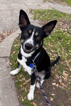 Goose -  Husky Dog for Adoption in Austin, Texas - Goose | PetCurious