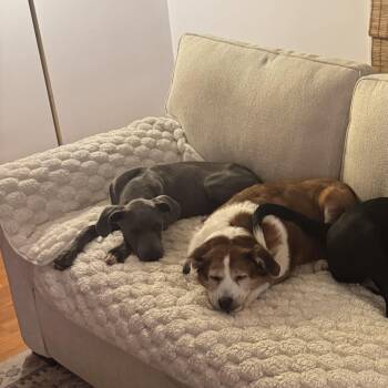 Greg -  Labrador Retriever and Hound Dog for Adoption in Pleasure Rdge, Kentucky - Greg | PetCurious