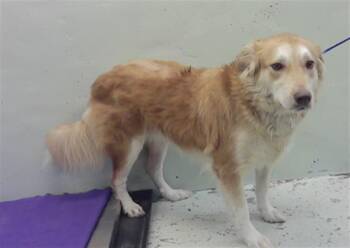 EEMA -  Australian Shepherd and Mixed Breed Dog for Adoption in Houston, Texas - EEMA | PetCurious