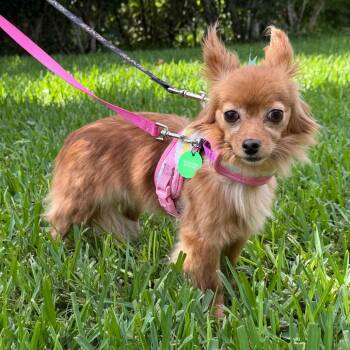 ChiChi Buttons -  Pomeranian and Chihuahua Dog for Adoption in New Orleans, Louisiana - ChiChi Buttons | PetCurious