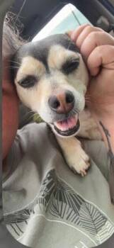 Jolene/JoJo -  Chihuahua and Beagle Dog Available for Adoption in Chattanooga, Tennessee - Jolene/JoJo | PetCurious