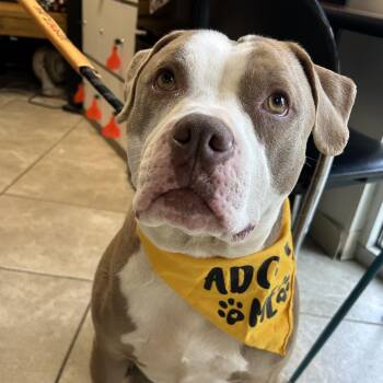 Mixed Breed Dogs Available for Adoption in Chattanooga, Tennessee - Mr. Ray | PetCurious