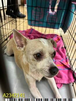 BEAU DACIOUS -  Mixed Breed Dog for Adoption in West Palm Beach, Florida - BEAU DACIOUS | PetCurious