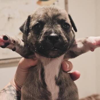 Boing -  Pit Bull Terrier and Chihuahua Dog for Adoption in Oceanside, California - Boing | PetCurious