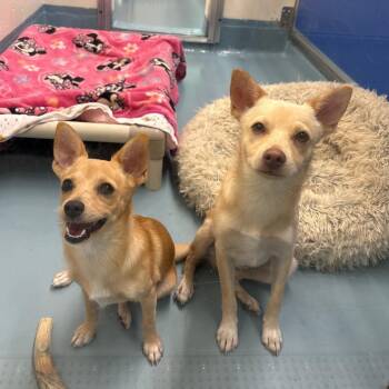 Milo -  Terrier Dog for Adoption in Brockton, Massachusetts - Milo | PetCurious