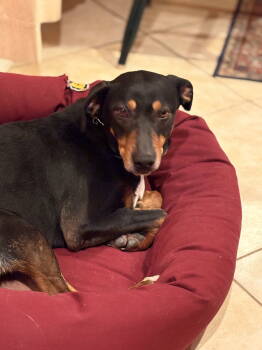 Rescue Hound Dogs for Adoption in Gloucester Township, New Jersey - Bo | PetCurious