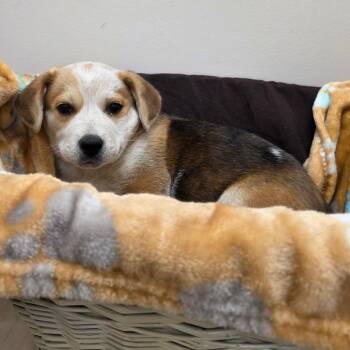 Australian Cattle Dog Blue Heeler Dogs Available for Adoption in Chatham, Virginia - Crookston | PetCurious