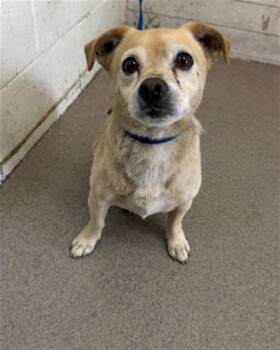 BENTLEY -  Chihuahua Dog for Adoption in San Bernardino, California - BENTLEY | PetCurious