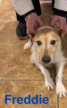 Jack Russell Terrier Dogs Available for Adoption - Freddie (Bonded Pair With Ellie) | PetCurious