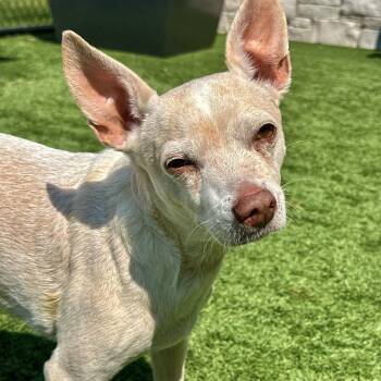 Romeo -  Chihuahua and Mixed Breed Dog for Adoption in Matteson, Illinois - Romeo | PetCurious