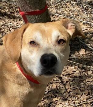 Rescue Labrador Retriever Dogs for Adoption in Hartwell, Georgia - Gucci | PetCurious