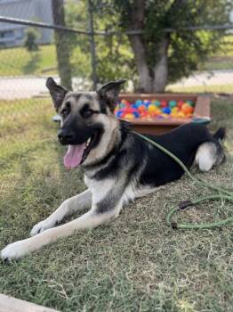 Rescue German Shepherd Dog and Mixed Breed Dogs for Adoption in Fort Worth, Texas - Sabre | PetCurious