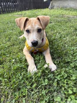 Mia -  Mixed Breed Dog for Adoption in Sioux Falls, South Dakota - Mia | PetCurious