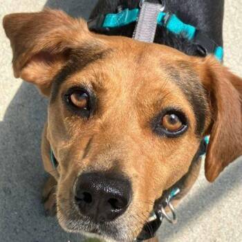 Wilmer -  Beagle and Mixed Breed Dog for Adoption in Richmond, Virginia - Wilmer | PetCurious