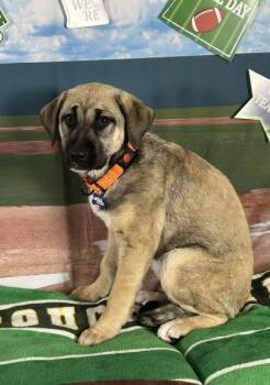 Shepherd and Mixed Breed Dogs Available for Adoption - Touchdown | PetCurious