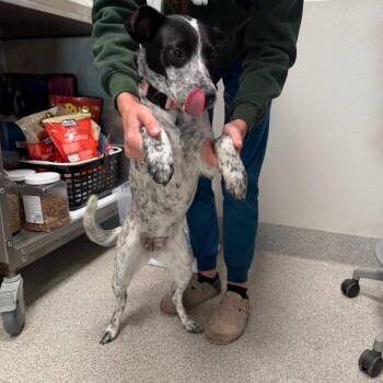 Mixed Breed Dogs Available for Adoption in Englewood, Florida - Dolly | PetCurious