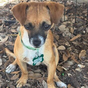 Shortcake -  Chihuahua and Mixed Breed Dog for Adoption in Boerne, Texas - Shortcake | PetCurious