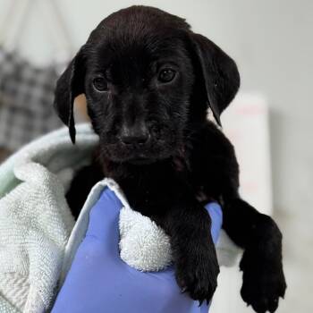 Onyx (lavender collar) -  Labrador Retriever and Mixed Breed Dog Available for Adoption in Lucedale, Mississippi - Onyx (lavender Collar) | PetCurious