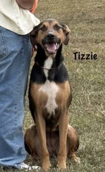 Rescue German Shepherd Dog and Catahoula Leopard Dog Dogs for Adoption in Bolivar, Missouri - Tizzie | PetCurious