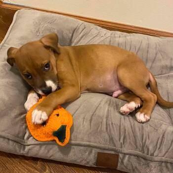 Boxer and Labrador Retriever Dogs Available for Adoption - Peanut | PetCurious