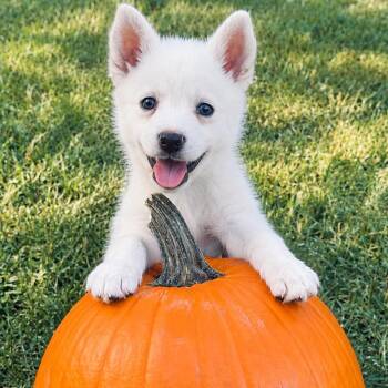 Seth -  Siberian Husky Dog for Adoption in Houston, Texas - Seth | PetCurious