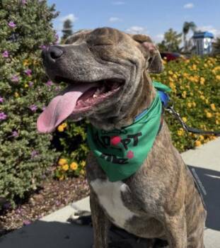 Rescue Pit Bull Terrier Dogs for Adoption in Thousand Oaks, California - Hondo -- URGENT!! | PetCurious