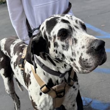 Great Dane Dogs Available for Adoption in San Diego, California - Tota | PetCurious