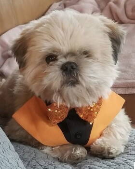 Rescue Shih Tzu Dogs for Adoption in Winter Park, Colorado - Duke | PetCurious