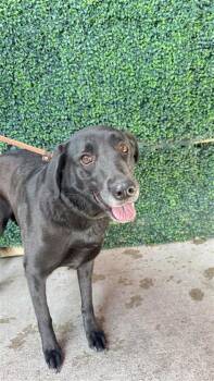 BAILEY -  Great Dane and Mixed Breed Dog for Adoption in El Paso, Texas - BAILEY | PetCurious