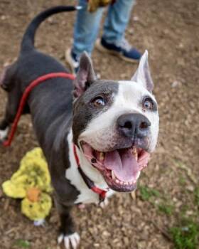 Mixed Breed Dogs Available for Adoption in Chamblee, Georgia - Popcorn | PetCurious